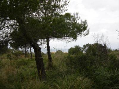 Baugrundstück in Betlem mit Meerblick