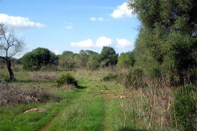 Baugrundstück in Canyamel
