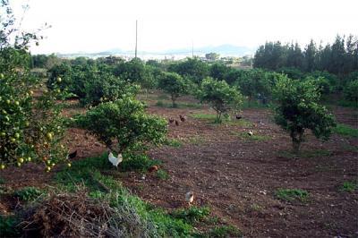 Finca in Manacor