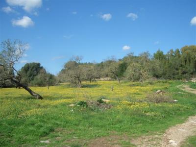 Finca  in Capdepera