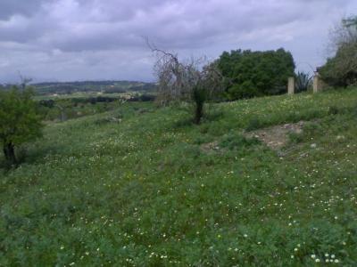 Sineu, grosse Finca ideal fuer kommerzielle Nutzung