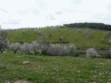 Montuiri, einmalig gelegenes Baugrundstueck mit Wald und Weitblick