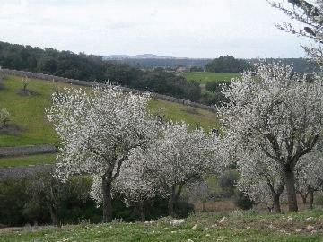Montuiri, einmalig gelegenes Baugrundstueck mit Wald und Weitblick