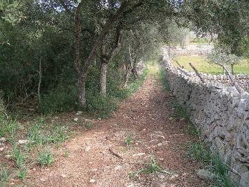 Montuiri, einmalig gelegenes Baugrundstueck mit Wald und Weitblick