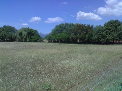 Sencelles, Baugrundstueck mit sehr schoenem Blick