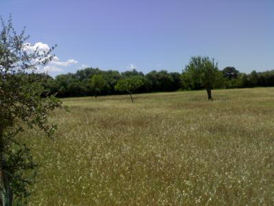Sencelles, Baugrundstueck mit sehr schoenem Blick