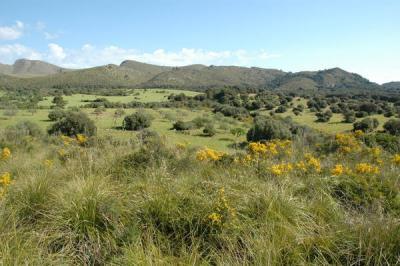 Gründstück/ Finca in Arta