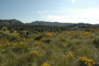 Gründstück/ Finca in Arta