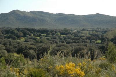Gründstück/ Finca in Arta