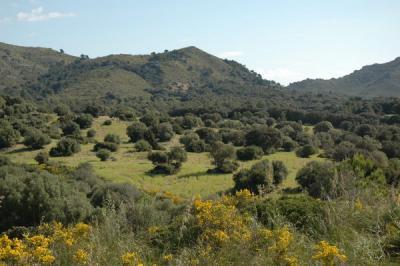 Gründstück/ Finca in Arta