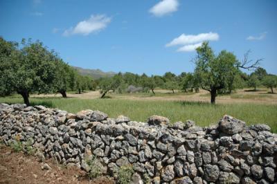 Gr�ndst�ck/ Finca in Arta